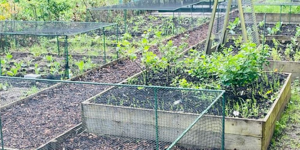Allotment 5